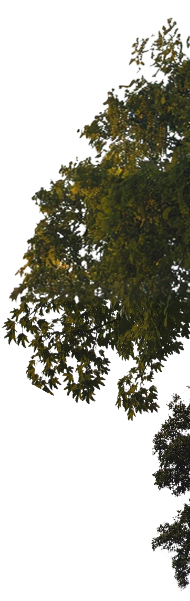 Drzewo